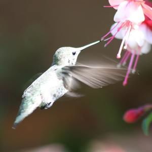 Meet your Posher, Roxana